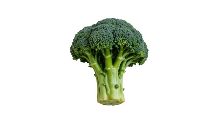 a single stalk of broccoli against a neutral background