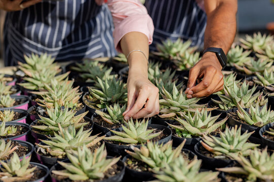 Diverse co-workers adjusting succulents in black pots on nursery bench while wearing striped aprons