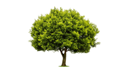 Beautiful 3D Tree Collection of Bushes, Isolated on Transparent Background PNG. Use for illustration in architectural design or garden decoration.