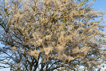 ghost tree in Dutch dunes, a tree full of ermine moth larval webs