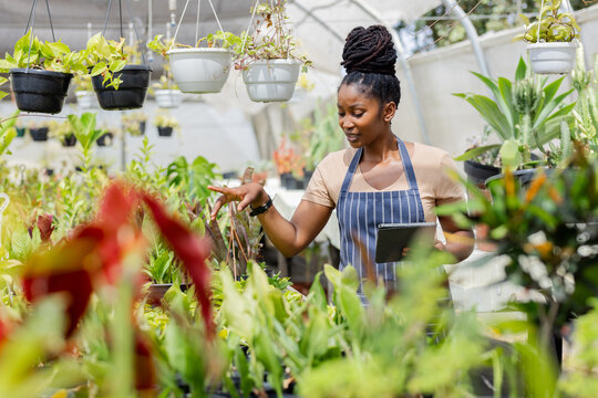 African American woman tending hanging pots in greenhouse with striped apron holding tablet