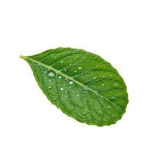 Obraz premium a single leaf with water droplets on it against a black background
