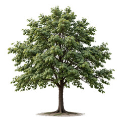 Fototapeta premium a solitary tree with a rich green canopy, standing in what appears to be a park setting against a pale background