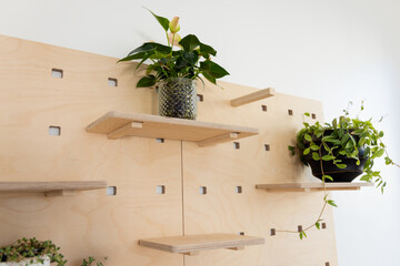 Wood pegboard panel featuring floating shelves holding potted plants on white wall, copy space
