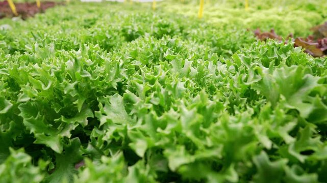 Hydroponic farm with rows of fresh green lettuce growing in greenhouse. Agriculture, farming, organic, produce, sustainable