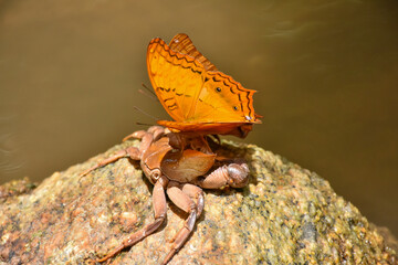 Close up of beautiful orange-yellow butterfly on a stone.