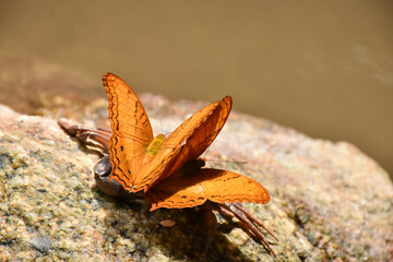 Close up of beautiful orange-yellow butterfly on a stone.