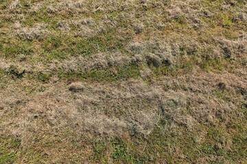 mown grass on meadow for background use