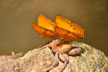 Close up of beautiful orange-yellow butterfly on a stone.