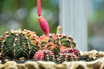 Variety of green cactus plants in pots. Cactus farming as a hobby concept. 