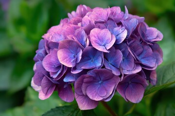 Vibrant purple hydrangea bloom closeup with green leaves, floral beauty, nature image