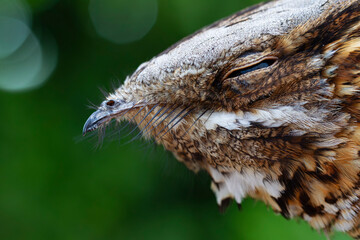 Portrait from side from  an adult red-necked nightjar (Caprimulgus ruficollis)