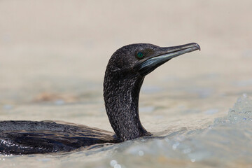 Adult Socotra cormorant (Phalacrocorax nigrogularis) swimming close to the shores of Oman next to Sokotra Island