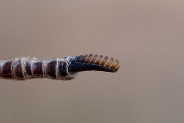 finery claw of an adult red-necked nightjar (Caprimulgus ruficollis)