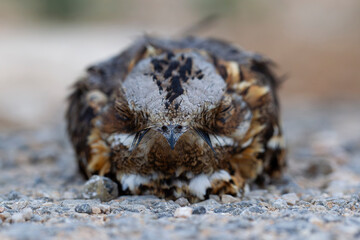 Frontal detail shot or close up of an adult red-necked nightjar (Caprimulgus ruficollis)