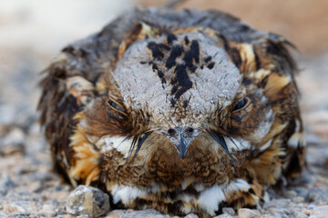 Frontal detail shot or close up of an adult red-necked nightjar (Caprimulgus ruficollis)