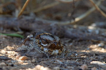 adult female red-necked nightjar (Caprimulgus ruficollis) with young fluffy fledgling