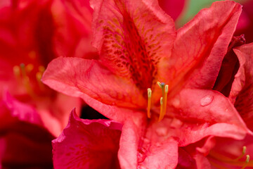 The rhododendron is red. bright flower close-up. Natural light.