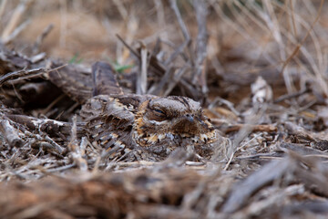 well camouflaged red-necked nightjar (Caprimulgus ruficollis) perching on the ground in an organge orchard in Spain, Anadlucia