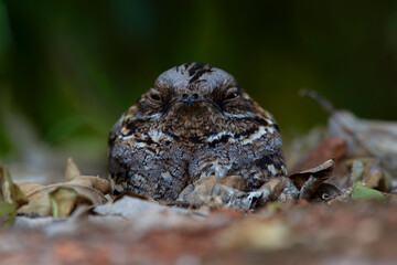 well camouflaged red-necked nightjar (Caprimulgus ruficollis) perching on the ground in an organge orchard in Spain, Anadlucia