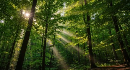 Obraz premium Sunlight filtering through lush green trees in a vibrant forest illuminating the natural beauty of the wilderness