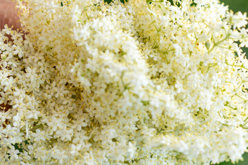 Elder flowers in garden. Sambucus nigra. Elder, black elder flowers. Alternative medicine