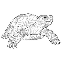 Gopher Tortoise - Gopherus polyphemus. A gentle turtle sketch with an intricate shell pattern, showcasing detailed textures on its body. The drawing is set against a white background