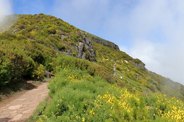 Madeira. A stone path ascends a lush, green, and rocky mountain, dotted with bright yellow flowers....