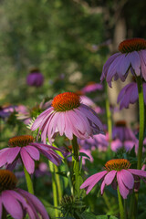 Large amount of purple echinacea flowers in a garden - a beautiful and healthy flower for people