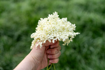 Elder flowers in garden. Sambucus nigra. Elder, black elder flowers. Alternative medicine