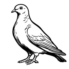 Fototapeta premium Illustration of a pigeon standing, funeral and ritual services icon in sketch style