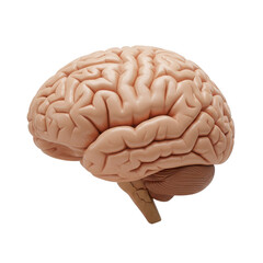 Anatomical model of a human brain in realistic colors  