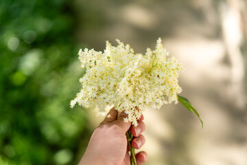 Elder flowers in garden. Sambucus nigra. Elder, black elder flowers. Alternative medicine
