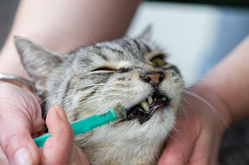 Behandlung einer Katze mit Medikamenten