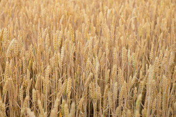Wheat field top view, ears wheat from above, golden ripe field of wheat. Background and textures. Summer harvest.