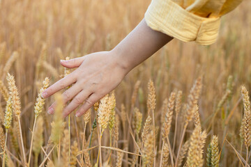 Wheat field and female hand holding cone in summer day, web banner