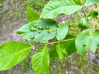Close-up of green walnut leaves affected by gall mites, showing visible bumps on the leaf surface....