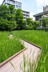 Wooden walkway through tall grass in Tennoji Park, Osaka