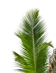 Obraz premium coconut green palm leaves isolated on white background. This has clipping path.