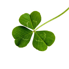A lucky green four-leaf clover, a symbol of good fortune, isolated on a transparent background png