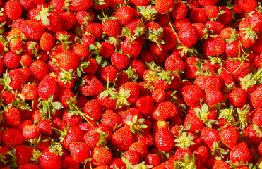 ripe strawberries as a background with copy space