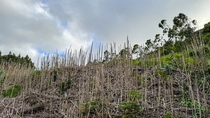 Stalks stand solemnly under brooding skies, whispering tales of yesteryear's harvest, evoking Arbor...