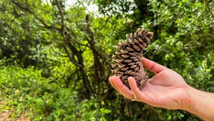 Hand cradling a sunlit pine cone, nature's Fibonacci enigma, Serendipity Day treasure, Caucasian...