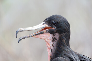 Nahaufnahme eines Fregattvogels mit offenem Schnabel