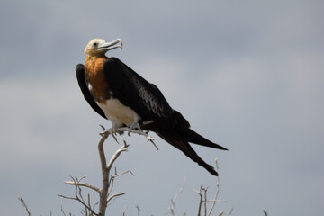 Fregattvogel auf Ast auf Galapagos
