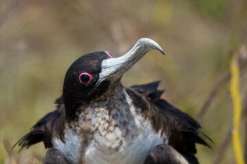Nahaufnahme eines Fregattvogels