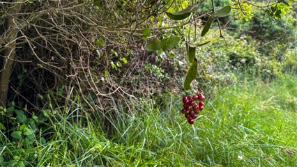 Wild mistletoe berries dangle mysteriously in verdant woodland, hinting at ancient Druid rituals...