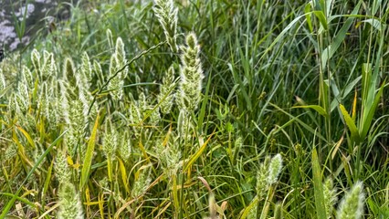 Lush green foxtail grass sways in morning sun, evoking whispers of ancient Beltane rituals and eco-conscious meditations