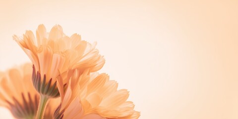 Vibrant bunch of bright calendula petals captured in a studio setting with soft focus and pastel tones for a cheerful floral display