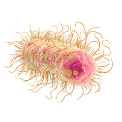 3D Illustration of E. coli Bacterium Highlighting Flagella and Cellular Structure for Microbiology Studies